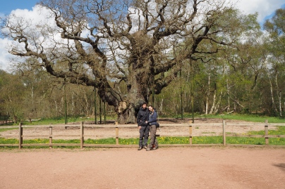 Major Oak Tree